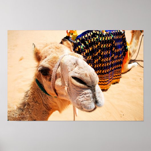 Arabian Dromedary Camel Poster (Voorkant)