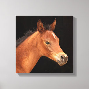 Arabian Filly Canvas Afdruk