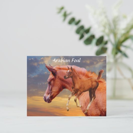 Arabian Foal Sunset Briefkaart (Staand voorkant)