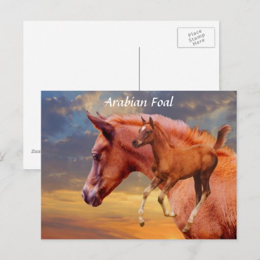 Arabian Foal Sunset Briefkaart (Voorkant / Achterkant)