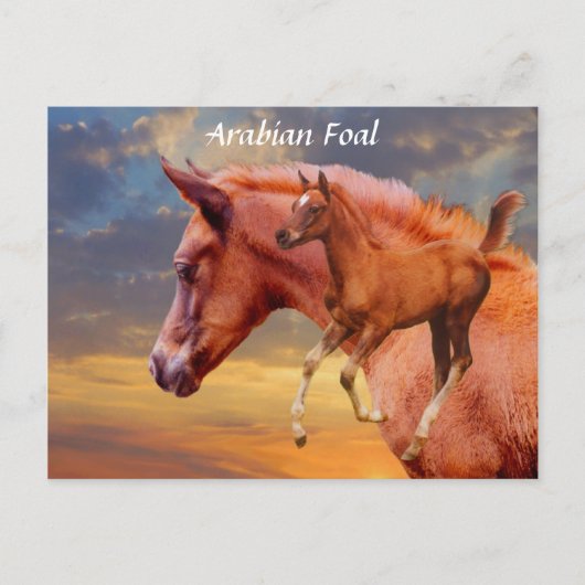 Arabian Foal Sunset Briefkaart (Voorkant)