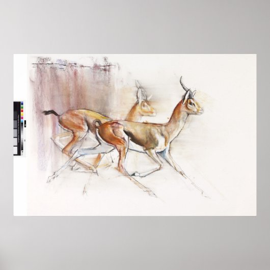 Arabian Gazelles 2010 Poster (Voorkant)