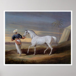 Arabian Horse  Art Print Poster