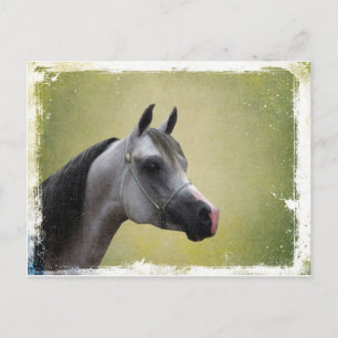 Arabian Horse Grunge Briefkaart