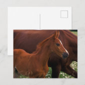 Arabian Horse Near Briefkaart (Voorkant / Achterkant)