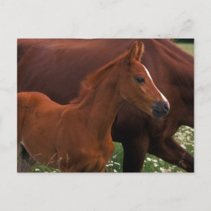 Arabian Horse Near Briefkaart