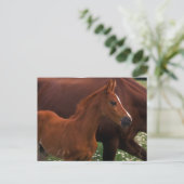 Arabian Horse Near Briefkaart (Staand voorkant)
