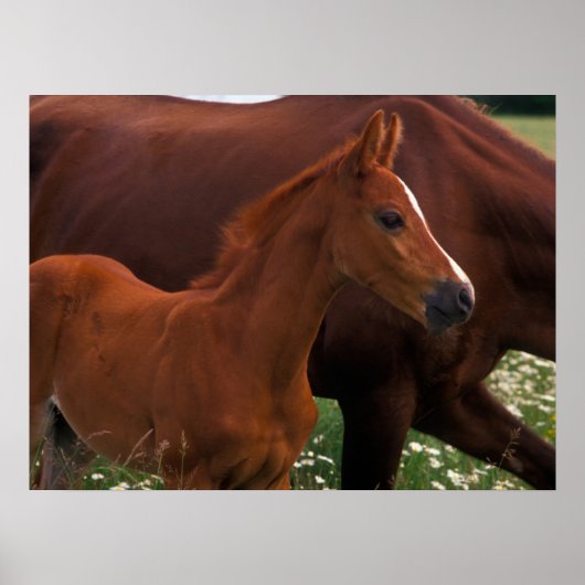 Arabian Horse Near Poster (Voorkant)