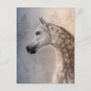 Arabian Horse Postcard Briefkaart