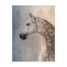 Arabian Horse Postcard
