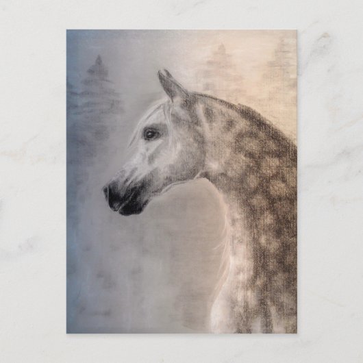Arabian Horse Postcard Briefkaart (Voorkant)