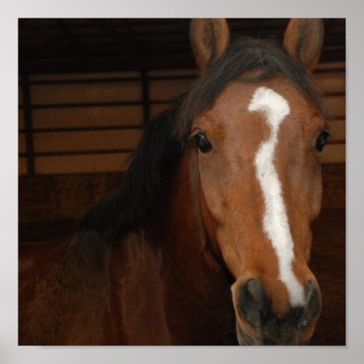 Arabian Horse Print (Voorkant)