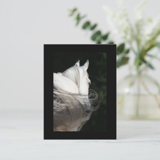 Arabian Horse Slick Briefkaart (Staand voorkant)
