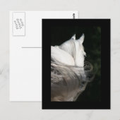 Arabian Horse Slick Briefkaart (Voorkant / Achterkant)