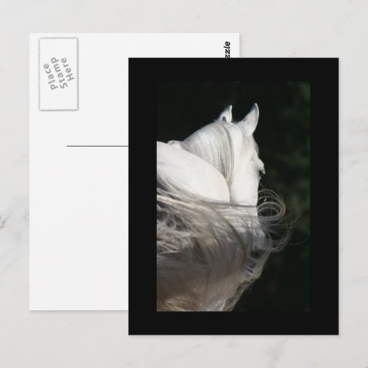 Arabian Horse Slick Briefkaart (Voorkant / Achterkant)