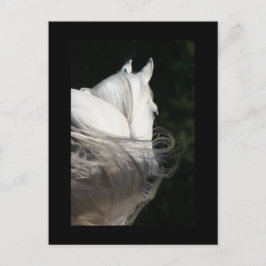 Arabian Horse Slick Briefkaart