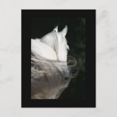 Arabian Horse Slick Briefkaart (Voorkant)