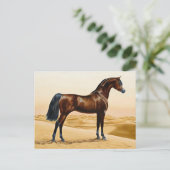 Arabian Horse - William Barraud Briefkaart (Staand voorkant)