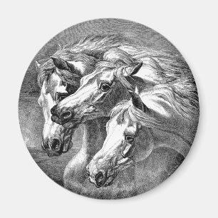 Arabian Horses Magnet