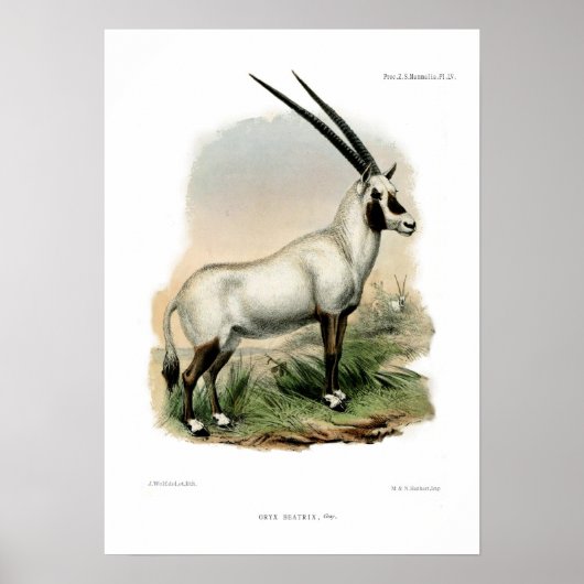 Arabian Oryx Poster (Voorkant)