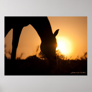 Arabian Silhouette op Sunrise Poster
