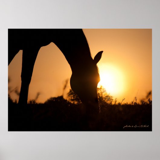 Arabian Silhouette op Sunrise Poster (Voorkant)