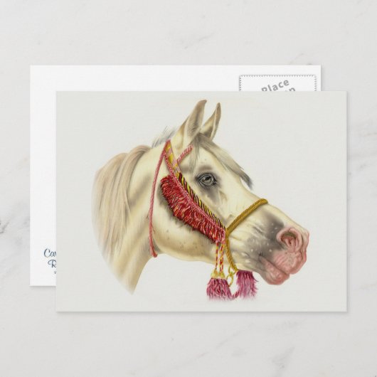 Arabian Stallion Briefkaart (Voorkant / Achterkant)