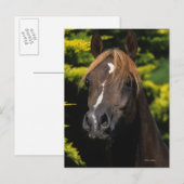 Arabian Stallion Briefkaart (Voorkant / Achterkant)