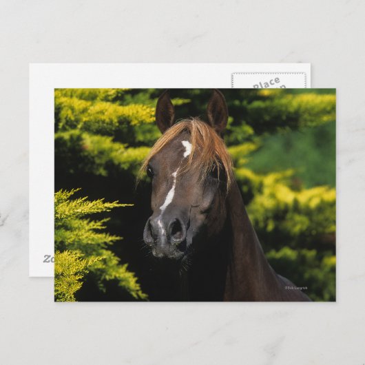 Arabian Stallion Briefkaart (Voorkant / Achterkant)