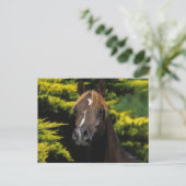 Arabian Stallion Briefkaart (Staand voorkant)