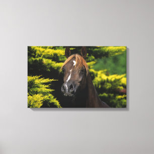 Arabian Stallion Canvas Afdruk