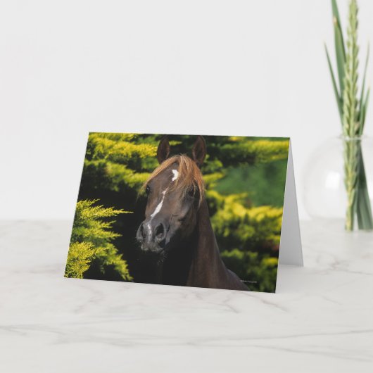 Arabian Stallion Kaart (Voorkant)
