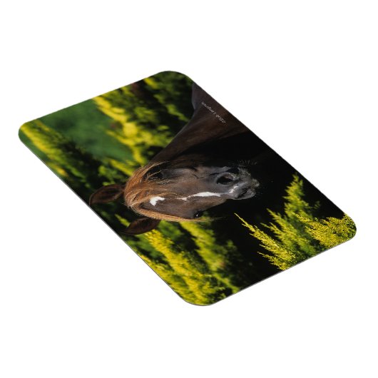 Arabian Stallion Magneet (Rechterzijde)