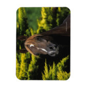 Arabian Stallion Magneet (Verticaal)