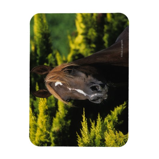 Arabian Stallion Magneet (Verticaal)