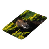 Arabian Stallion Magneet (Linkerzijde)