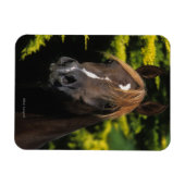 Arabian Stallion Magneet (Horizontaal)