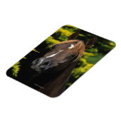 Arabian Stallion Magneet (Linkerzijde)