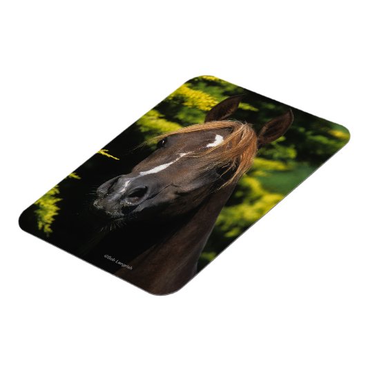 Arabian Stallion Magneet (Linkerzijde)