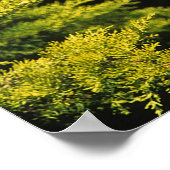 Arabian Stallion Poster (Hoek)