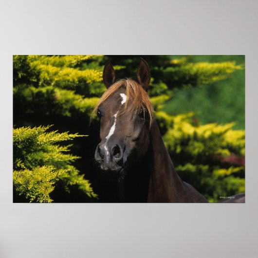 Arabian Stallion Poster (Voorkant)