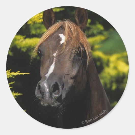 Arabian Stallion Ronde Sticker (Voorkant)