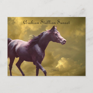 Arabian Stallion Stormy Sunset Briefkaart