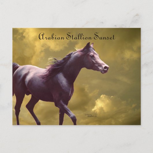 Arabian Stallion Stormy Sunset Briefkaart (Voorkant)