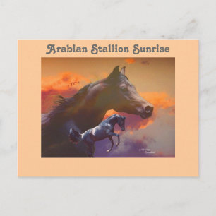Arabian Stallion Sunrise Briefkaart