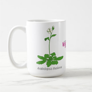 Arabidopsis mok