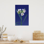 Arabidopsis Thaliana Flower Poster (Keuken)