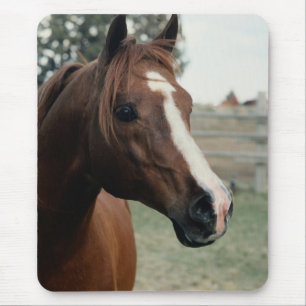 Arabier bij Weiland Muismat