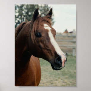 Arabier bij Weiland Poster