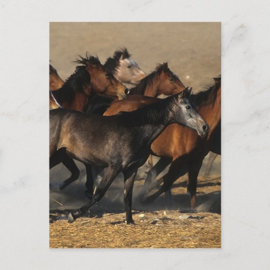 Arabieren die in de woestijn lopen briefkaart (Voorkant)